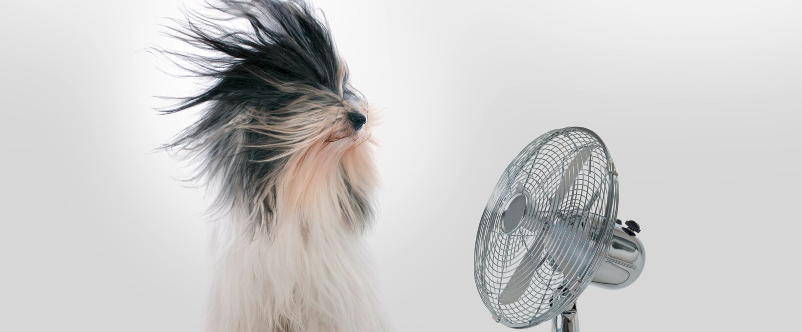 Hund mit Ventilator 