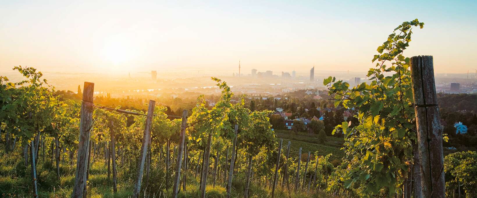 Weingarten mit Blick über die Stadt | Wien | © WienTourismus | Lois Lammerhuber