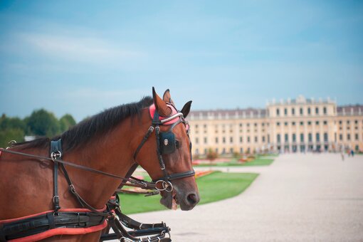 Schloss Schönbrunn | Wien Schloss Schönbrunn mit Pferdekutsche | Wien