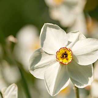 Field of narcissi