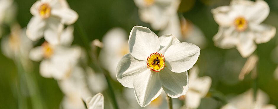 Field of narcissi