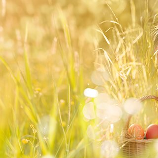 Busy Easter bunny in the field