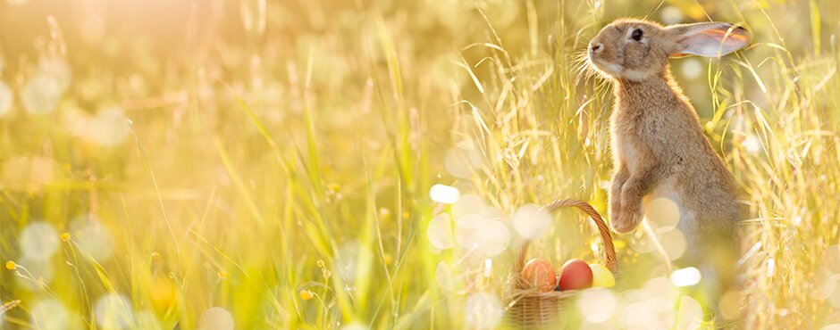 Busy Easter bunny in the field