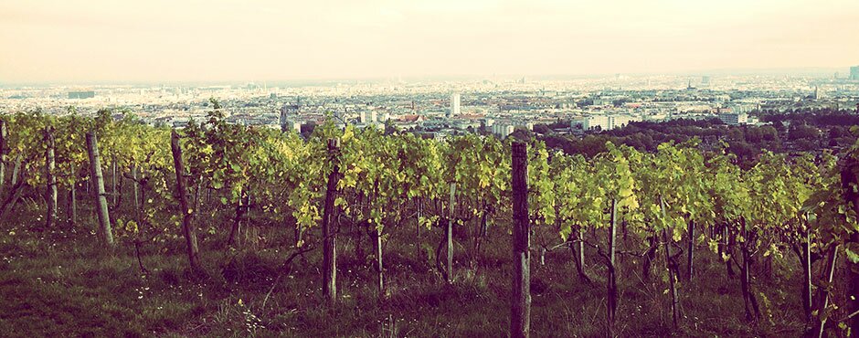 Blick vom Wilhelminenberg auf Wien, im Vordergrund Weinberge. | © Agentur MINT