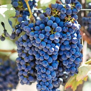 Ausg'steckt is! Heurige rund um Wien