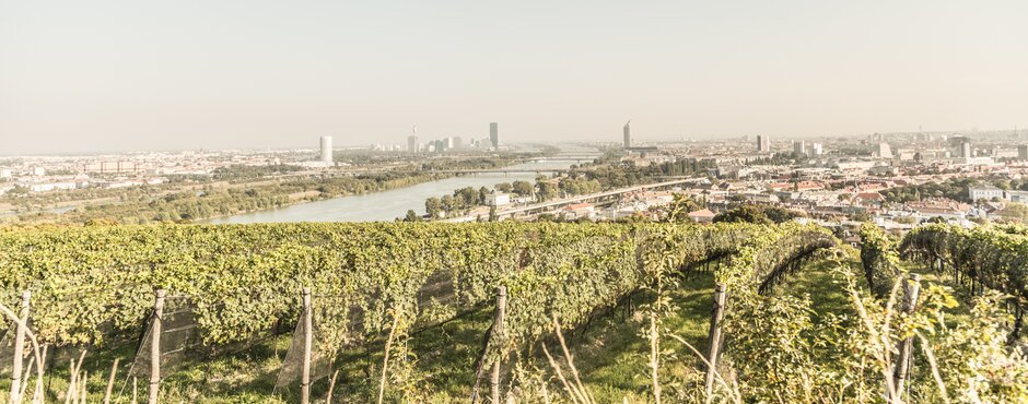 Viennese vineyards with a view of the Danube and the city | © Österreich Werbung / Nina Baumgartner (thecreatingclick.com)