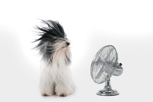 Hund mit Ventilator 