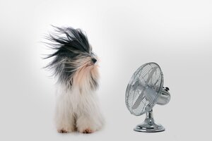  Dog with fan