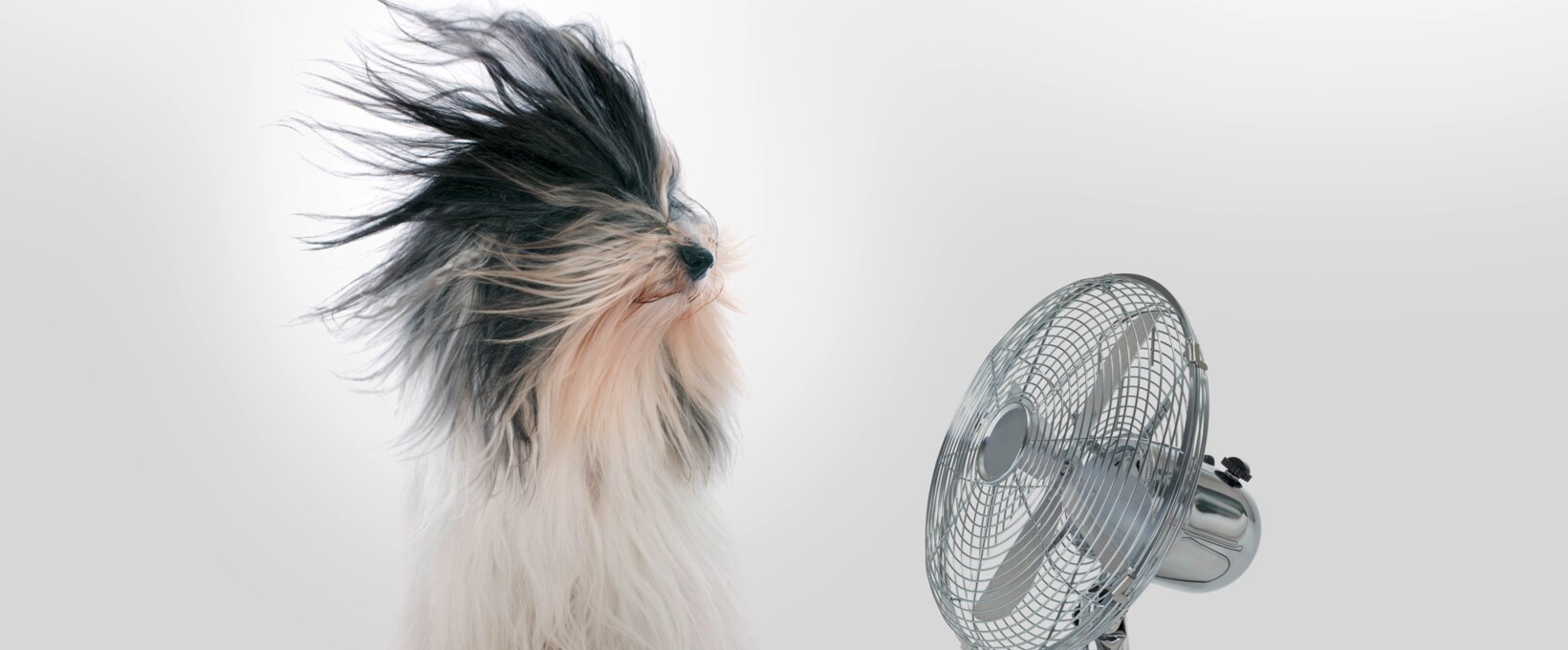 Hund mit Ventilator 