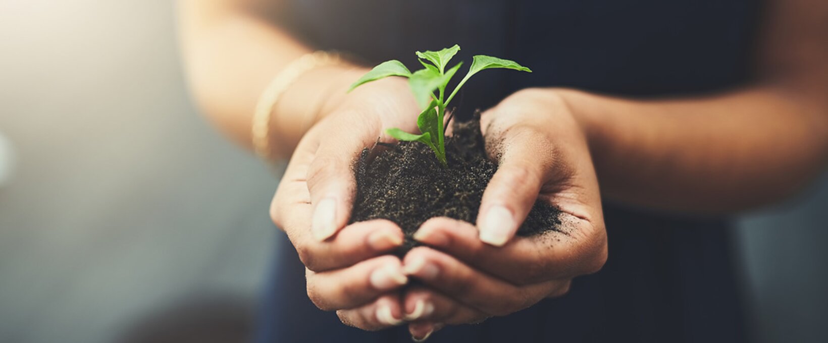 Austria Trend Hotels Cares is the new sustainability initiative. The picture shows a plant sapling