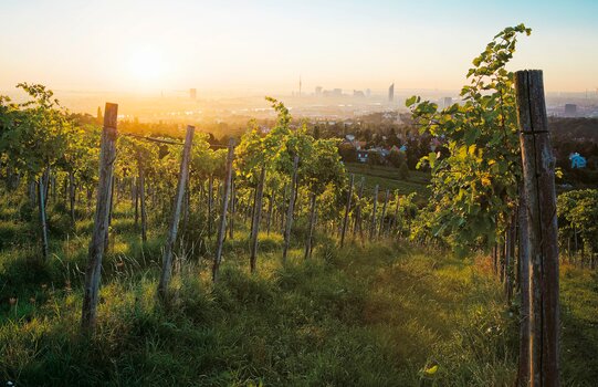 vineyard with view over the city | Vienna  | © WienTourismus | Lois Lammerhuber