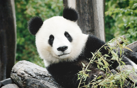 Giant panda Tiergarten Schönbrunn zoo | Vienna | © Norbert Potensky