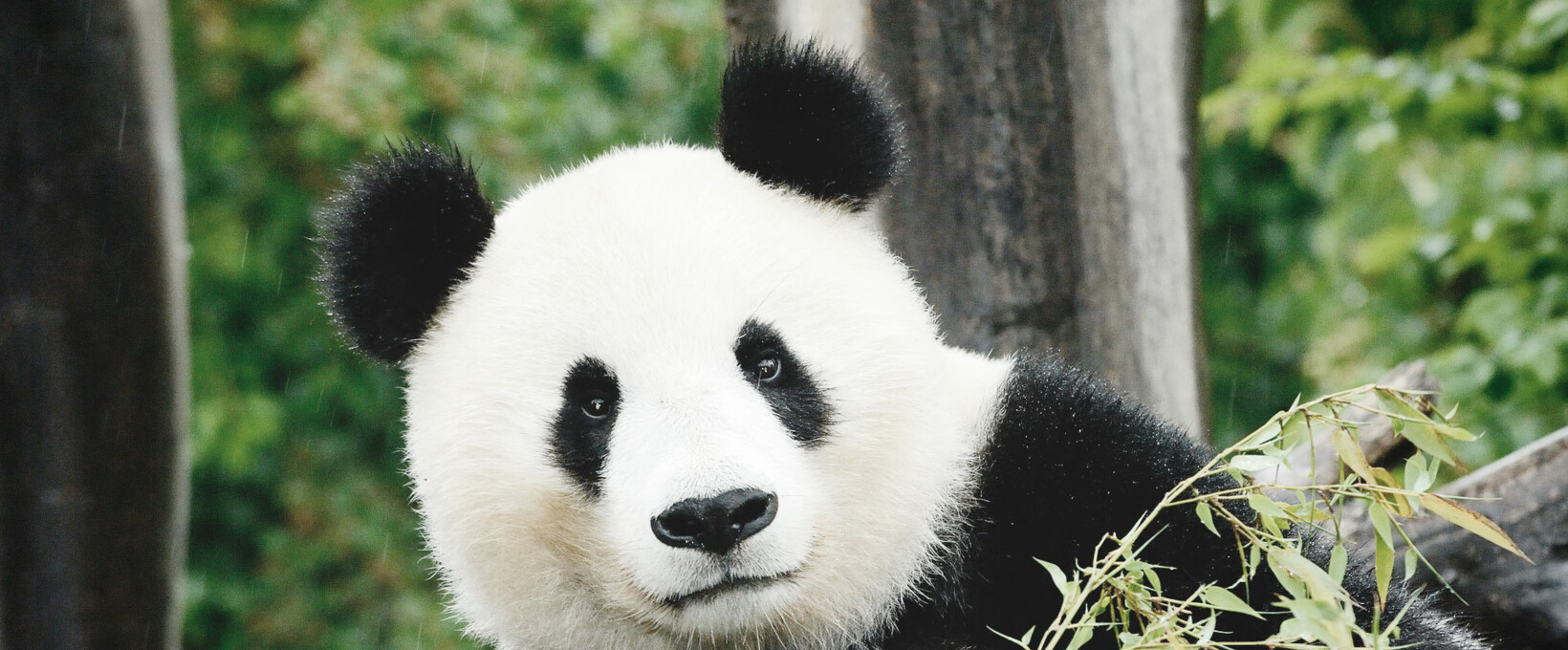 Pandabär Tiergarten Schönbrunn | Wien | © Norbert Potensky