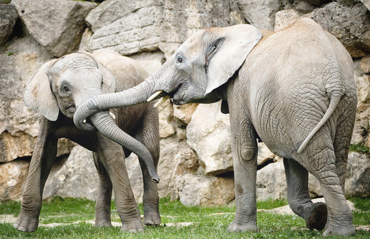 Elephants in Tiergarten Schönbrunn zoo | Vienna | © Daniel Zupanc